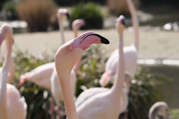 Flamingos