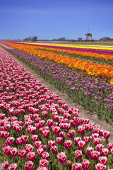 Tulips and windmill on a sunny day in The Netherlands