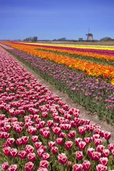 Papier Peint photo Lavable Tulipe Tulips and windmill on a sunny day in The Netherlands
