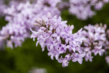 Dews on Violet Flowers Central position