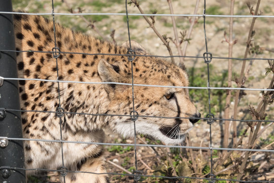 Gepard