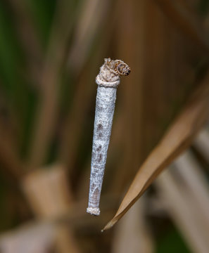 white worm