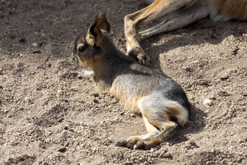 lying Mara, Dolichotis patagonum live in america