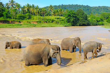Fototapeta na wymiar elephants bathing in the river