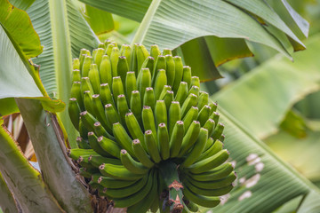 banana plant in detail