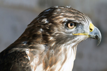 animal 3444 / Perfil de un halcon de Harris