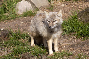 Corsac fox, Vulpes corsac is shrewd fox