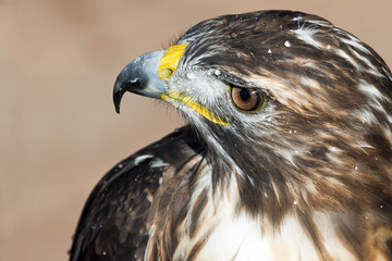 animal 3461 / Retrato de un Halcon de Harris