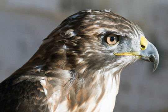 animal 3444 / Perfil de un halcon de Harris