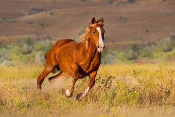 Red horse with long mane run against sunset sky