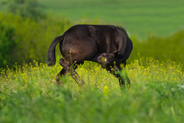 Beautiful black foal  in green meadow at summer day