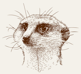 mongoose head