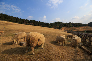 羊のポートレート