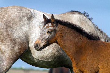Little grey colt against mare