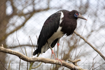 Abdi's stork, Ciconia abdimii, standing on a branch