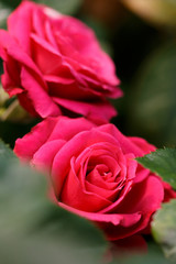 薔薇の花