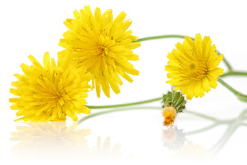 Yellow Dandelion © mates
