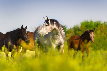 Naklejka premium Horse herd on pasture
