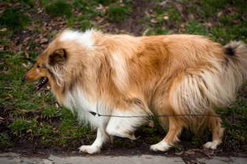 Collie dog outdoor