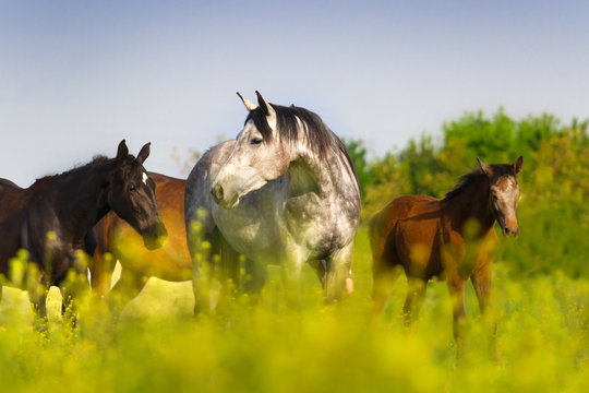 Fototapeta Horse herd on pasture