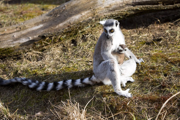 Ring-tailed Lemur, Lemur catta, female with young