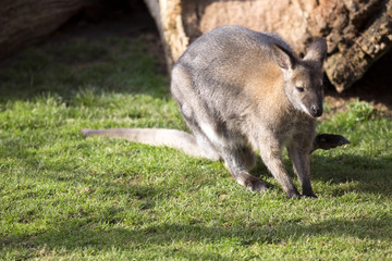 the male, Bennett's wallaby, Macropus rufogriseus