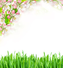 Plakat Spring time. Apple tree blossoming and green grass