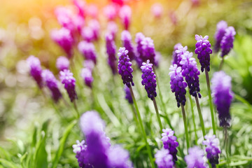 Naklejka premium Grape hyacinth flowers