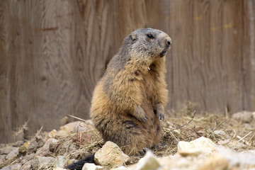 Alpine marmot, Marmota Marmota, one of the big rodents