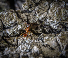 Little brown ant