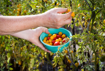 Man plucking an yellow and red tomatoes on the huge garden