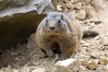 Alpine marmot, Marmota Marmota, one of the big rodents