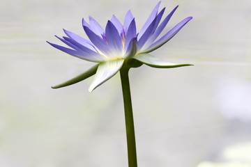 Fototapeta premium Water lily