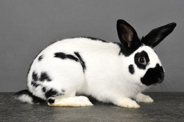 lapin commun © jeromephoto