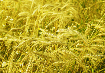 agriculture, farm and ear