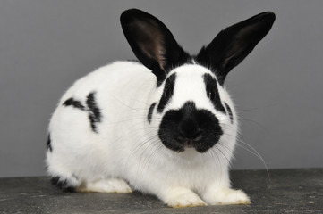 lapin commun © jeromephoto