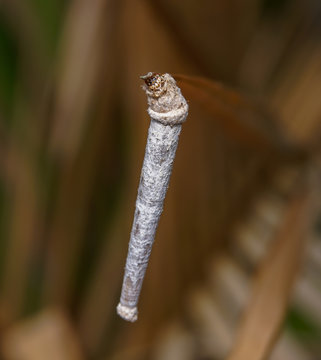 white worm
