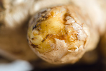 Close-up view of Ginger