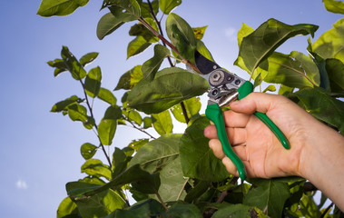 Tree cutting with a secateurs on the huge garden
