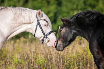 Friendship of two young horses