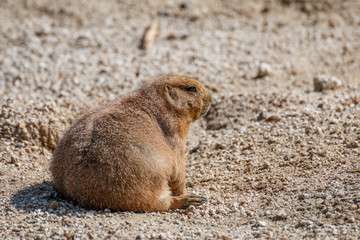 プレーリードッグ