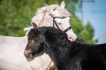 Friendship of two young horses