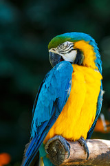 ルリコンゴウインコ