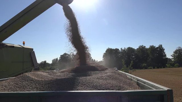 Combine thresher unloading wheat grain into tractor trailer on farmland field in end of summer. Static shot. 4K
