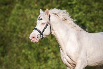 Portrait of running albino horse with blue eye