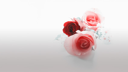 One red rose and two pink rose in pastel tone color/Red and pink roses in pastel tone