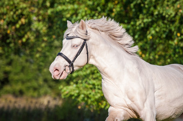 Naklejka na ściany i meble Portrait of running albino horse with blue eye