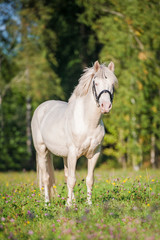 Beautiful albino horse standing on the pasture in summer