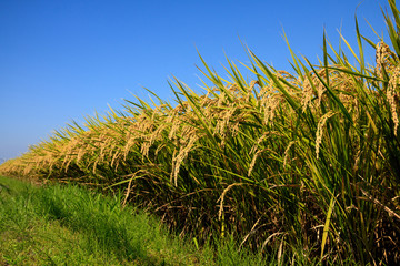 稲穂