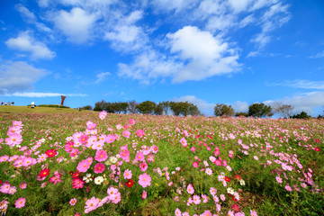 コスモス畑＠長崎県諫早市白木峰